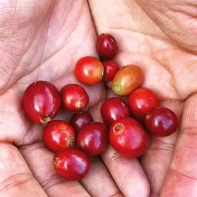 Café Colombie Bio* – Vallée de la Cauca