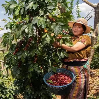 Café Guatemala Bio* – Manos Campesinas