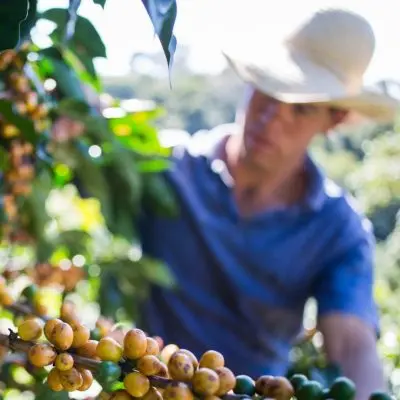 Café Brésil bio coopfam