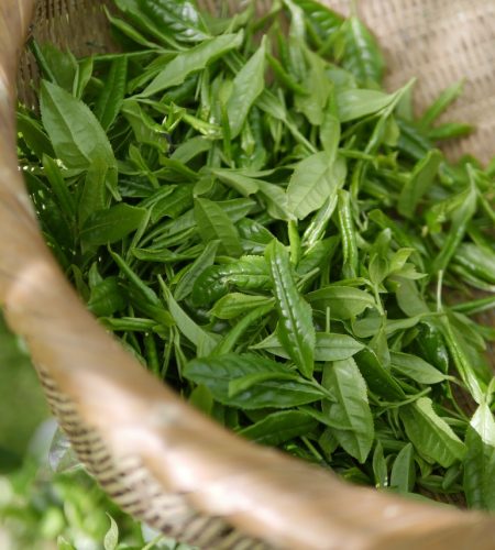 green tea, tea, koreatea